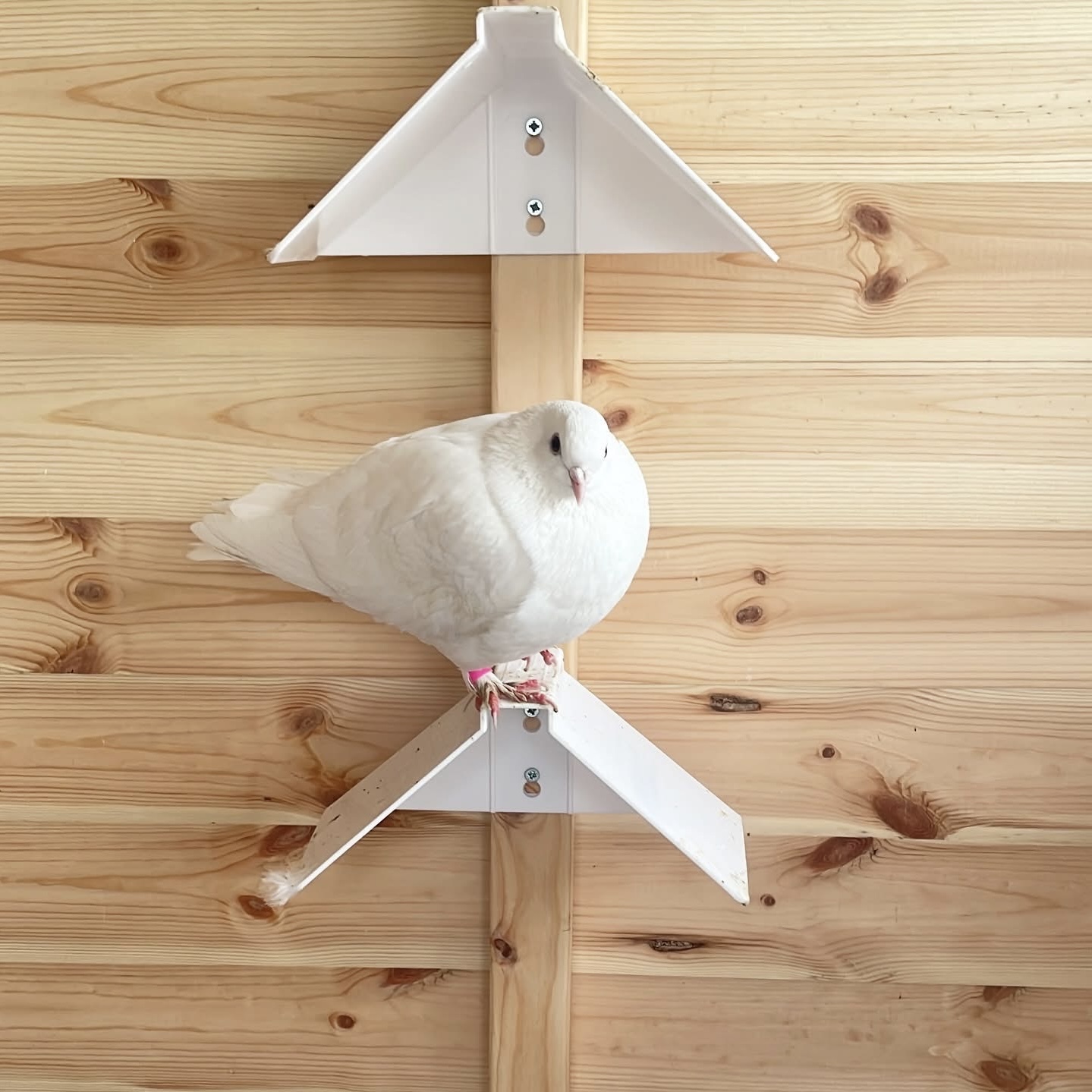 Tracy the Dove